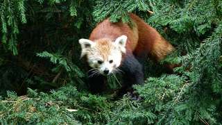 Naturschutz-Tierpark Görlitz – Bild 1