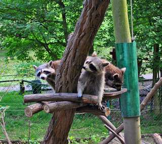 Naturschutz-Tierpark Görlitz – Bild 4