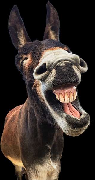 Rolfs Streichelzoo – Bild 1