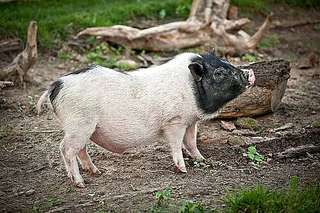 Rolfs Streichelzoo – Bild 5