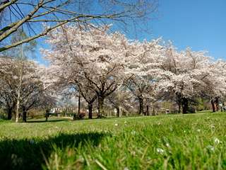 Viersener Jubiläumsgarten – Bild 4