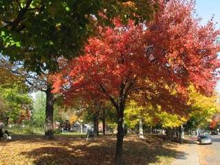 Dundonald Park – Bild 1
