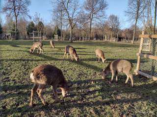 Wildfreigehege Bend – Bild 3