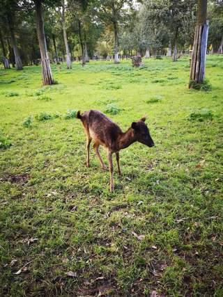 Wildfreigehege Bend – Bild 4