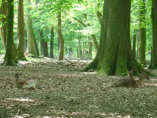 Damwildgehege Bad Oeynhausener Schweiz – Bild 2