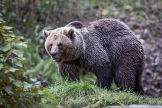 Heimat-Tierpark Olderdissen – Bild 1