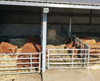 Rosenhof Irsch Scheurer – Bild 5