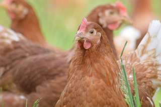 Hof Köckler – Bild 5