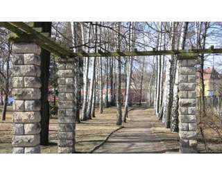 Birkenwäldchen – Bild 1