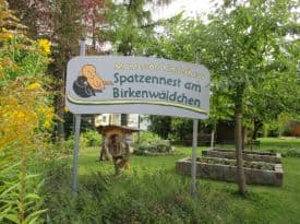 Birkenwäldchen – Bild 3