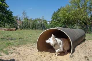 Hundespielwiese – Bild 1