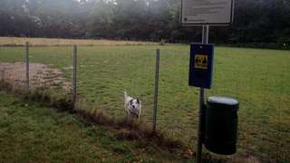 Hundespielwiese – Bild 4
