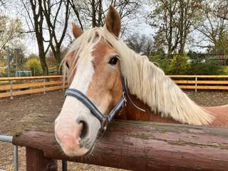 Jugendfarm Ludwigsburg e.V. – Bild 4