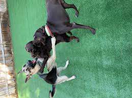 The Bark Park – Bild 3