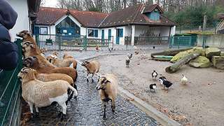 Stadt Herne Streichelzoo Gysenberg – Bild 3