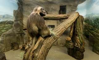 Affenhaus – Bild 4