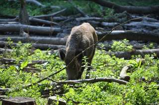 Wildgehege Leidenhausen – Bild 4