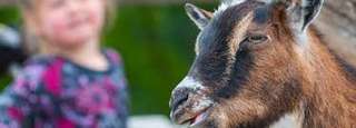 Zoolino – Bild 4