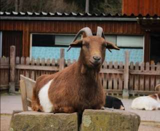 Streichelzoo Hohenstein Witten – Bild 1