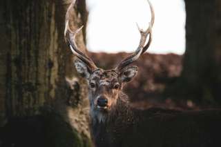 Streichelzoo Hohenstein Witten – Bild 5