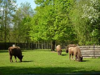 Wildpark Leipzig – Bild 3