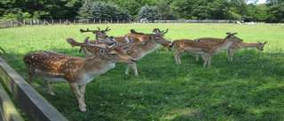 Wildpark Leipzig – Bild 4