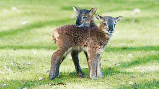 Lindenthaler Tierpark – Bild 1