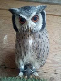 Greifvogel-Flugschau – Bild 2