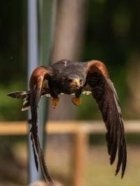 Greifvogel-Flugschau – Bild 3