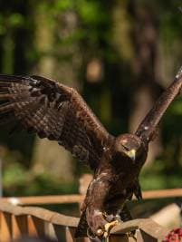 Greifvogel-Flugschau – Bild 4