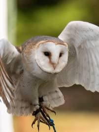 Greifvogel-Flugschau – Bild 6