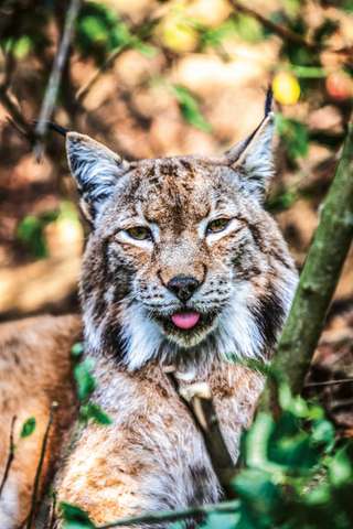 Schwarzwaldzoo Waldkirch – Bild 6