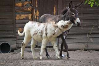 Solinger Vogel- und Tierpark – Bild 1