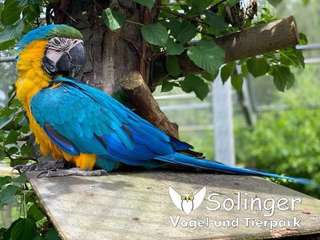 Solinger Vogel- und Tierpark – Bild 4