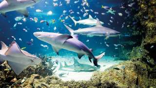 SEA LIFE München – Bild 1