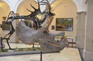 Bayerische Staatssammlung für Paläontologie und Geologie – Bild 3