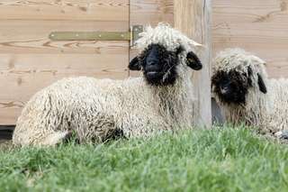 Minizoo „Torgauer Arche“ – Bild 1