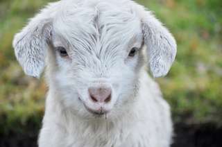 Tierpark Neukölln in der Hasenheide – Bild 4