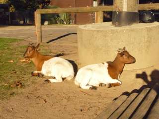 Jugendfarm Wilhelmshof e.V. – Bild 2