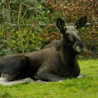 Tierpark Neumünster – Bild 3