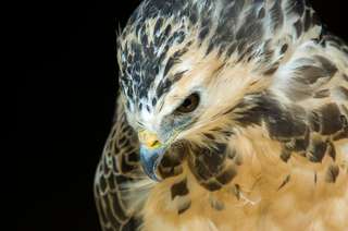 Greifvogelschutzstation Gut Leidenhausen – Bild 4
