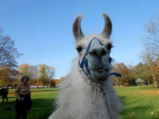 Prachtlamas – Bild 2