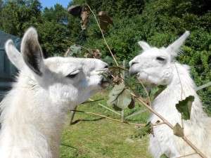 Prachtlamas – Bild 3