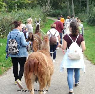 Prachtlamas – Bild 4