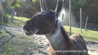 Prachtlamas – Bild 6