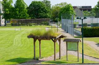 Fußballplatz und Netzspinne – Bild 2