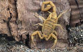 Le Nid du Scorpion (NDS) – Bild 1