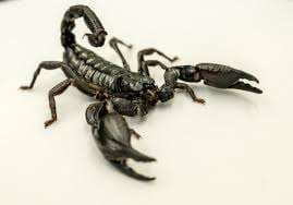 Le Nid du Scorpion (NDS) – Bild 4