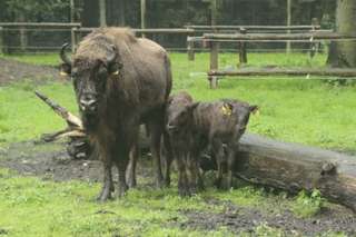 Wildpark Dünnwald – Bild 3