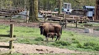 Wildpark Dünnwald – Bild 4